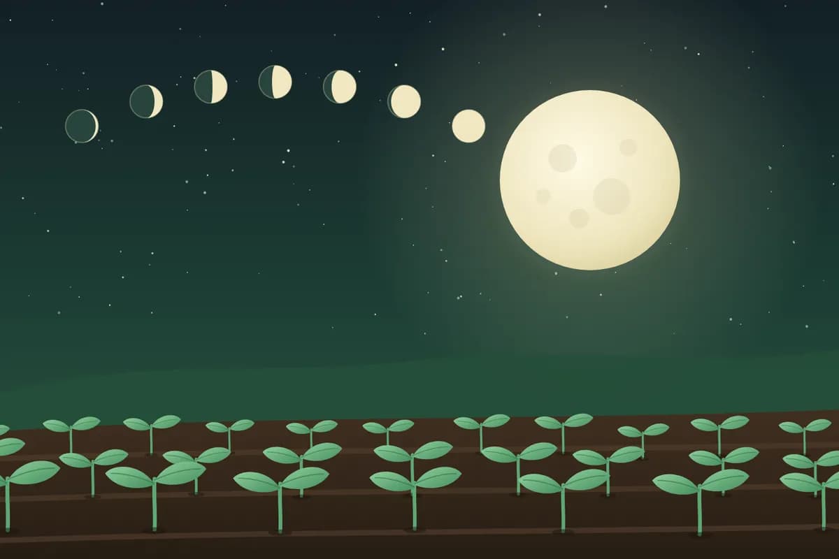 Moon phases above rows of young seedlings at night