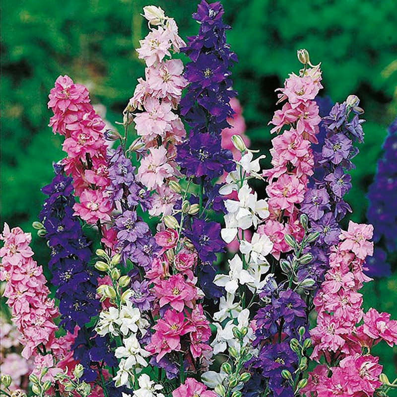 Larkspur mixed, Delphinium mix colours Seeds