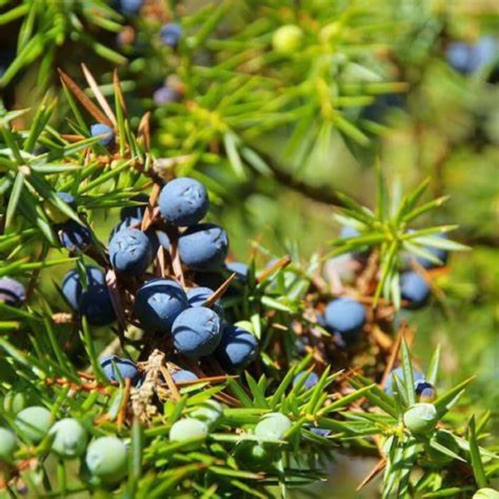 Mountain Juniper Seeds (Juniperus communis var. saxatilis)