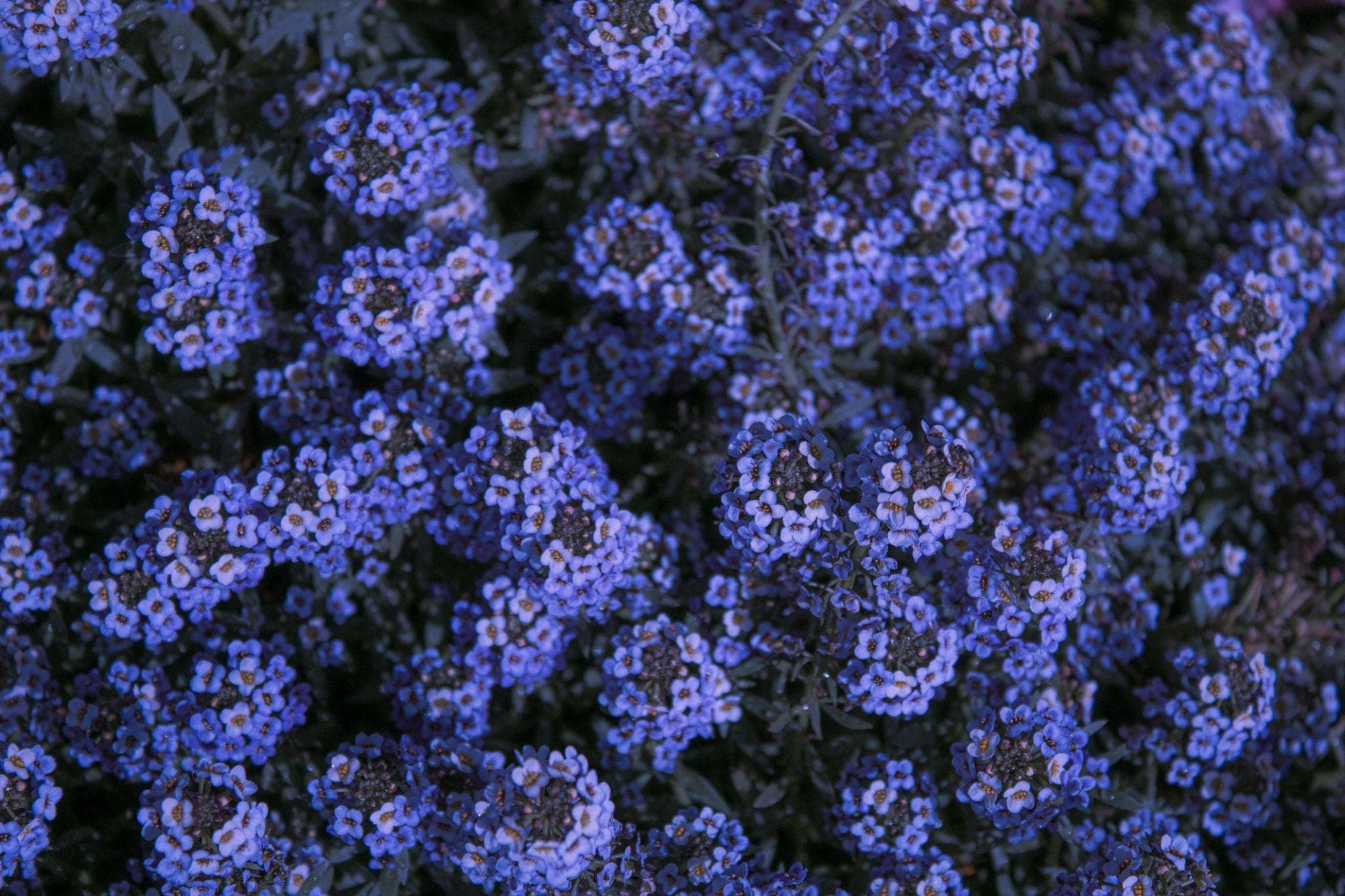 Alyssum royal carpet blue Seeds