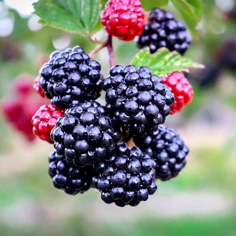 Wild himalayan blackberry Seeds