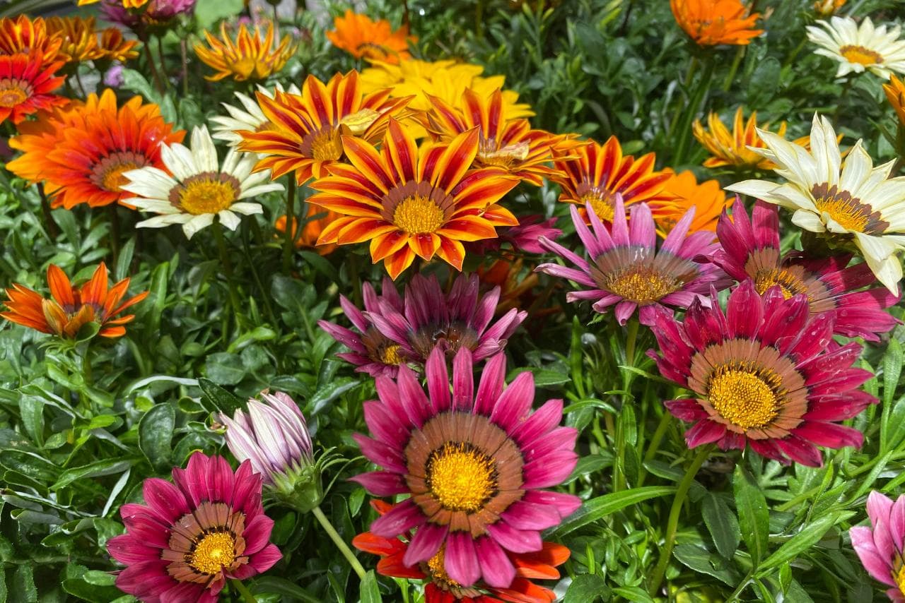 Gazania Seeds
