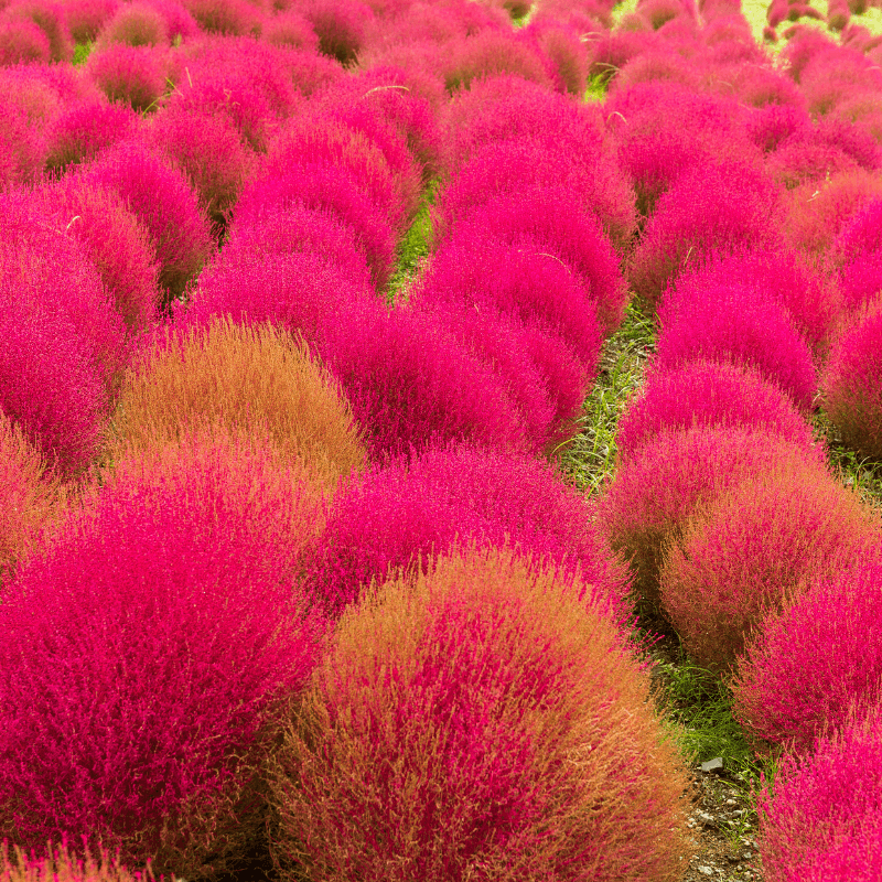 Kochia Childsii, Kochia hybrid bush Seeds