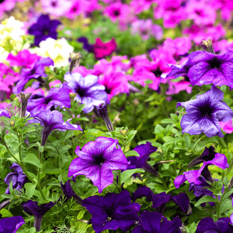 Petunia Nana compacta mix Seeds