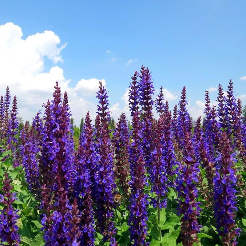 Salvia violet, Salvia nemorosa Violet Queen Seeds