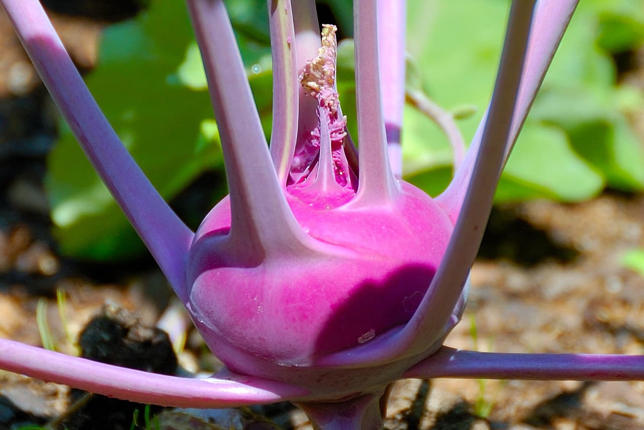 Purple Kohlrabi Seeds