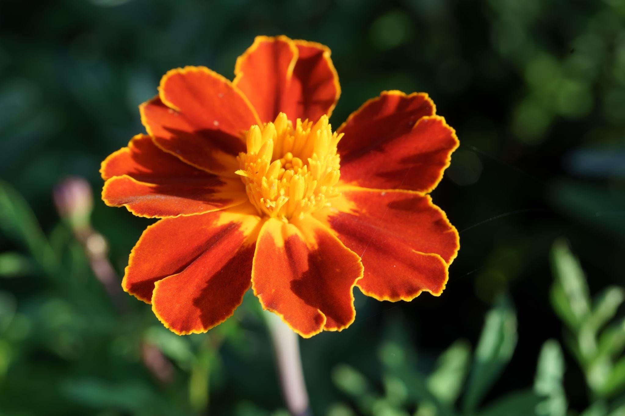 French Marigold Seeds