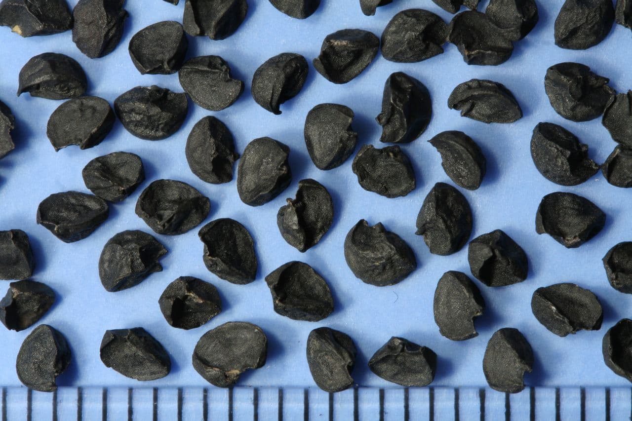 Black Onion Seeds