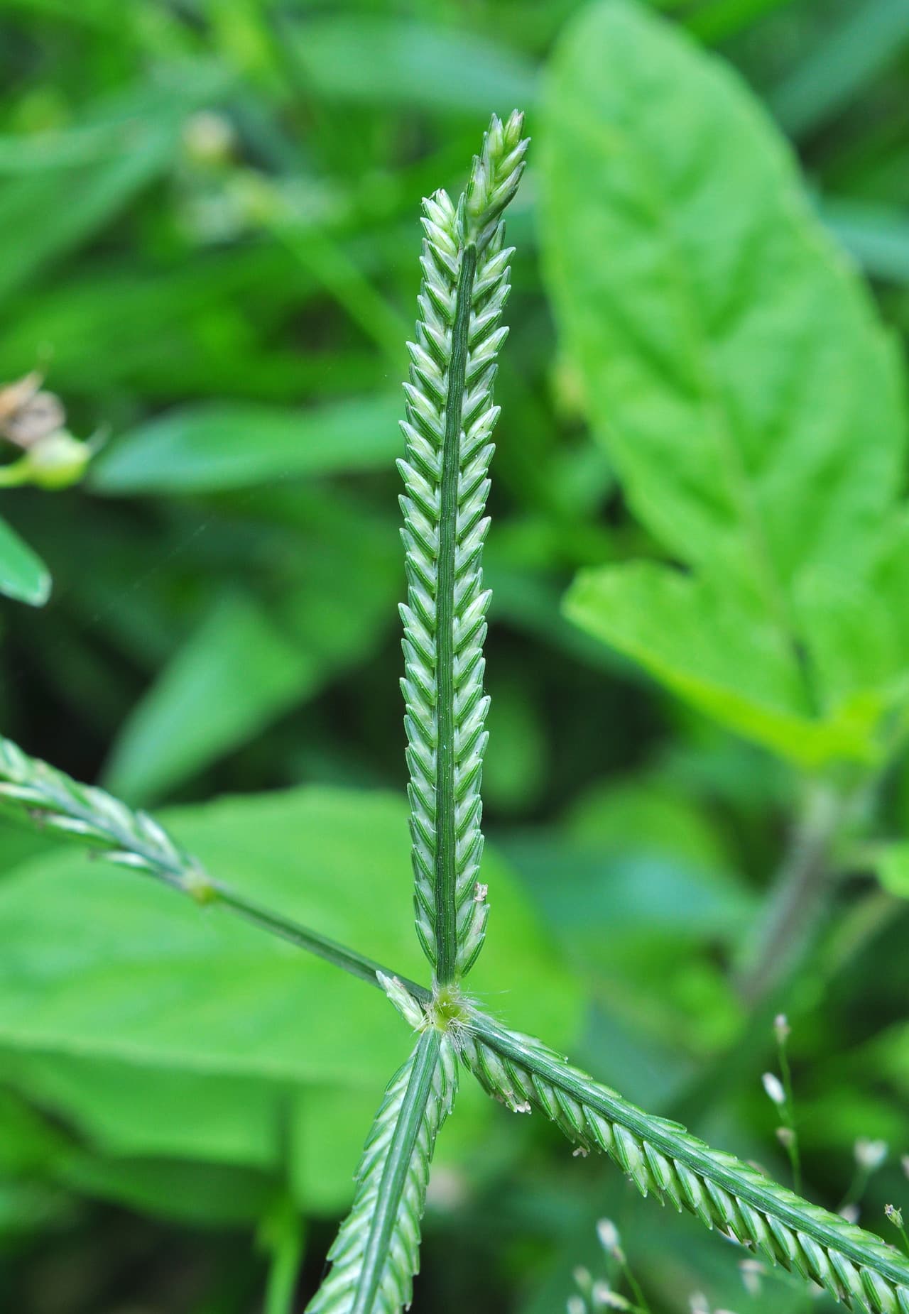 Common Bermuda Grass Seeds