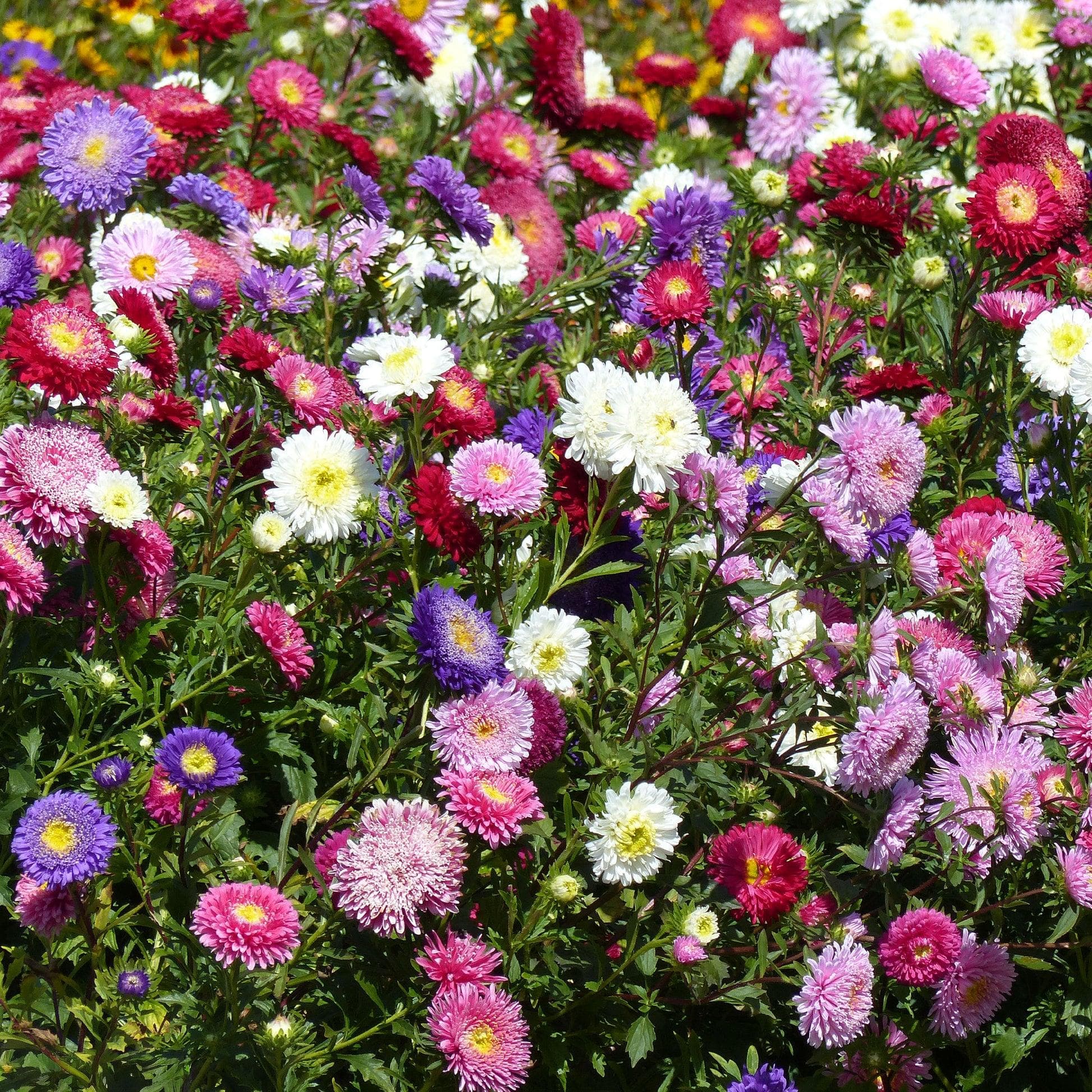 Aster Mix Seeds