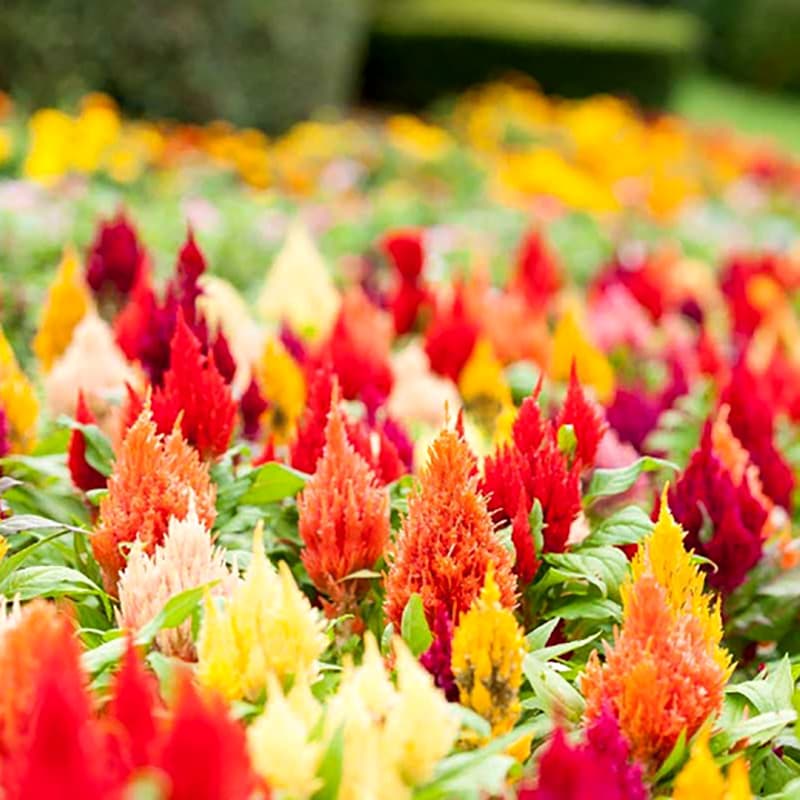 Celosia plumosa Mixed Color - Desi Flower Seeds