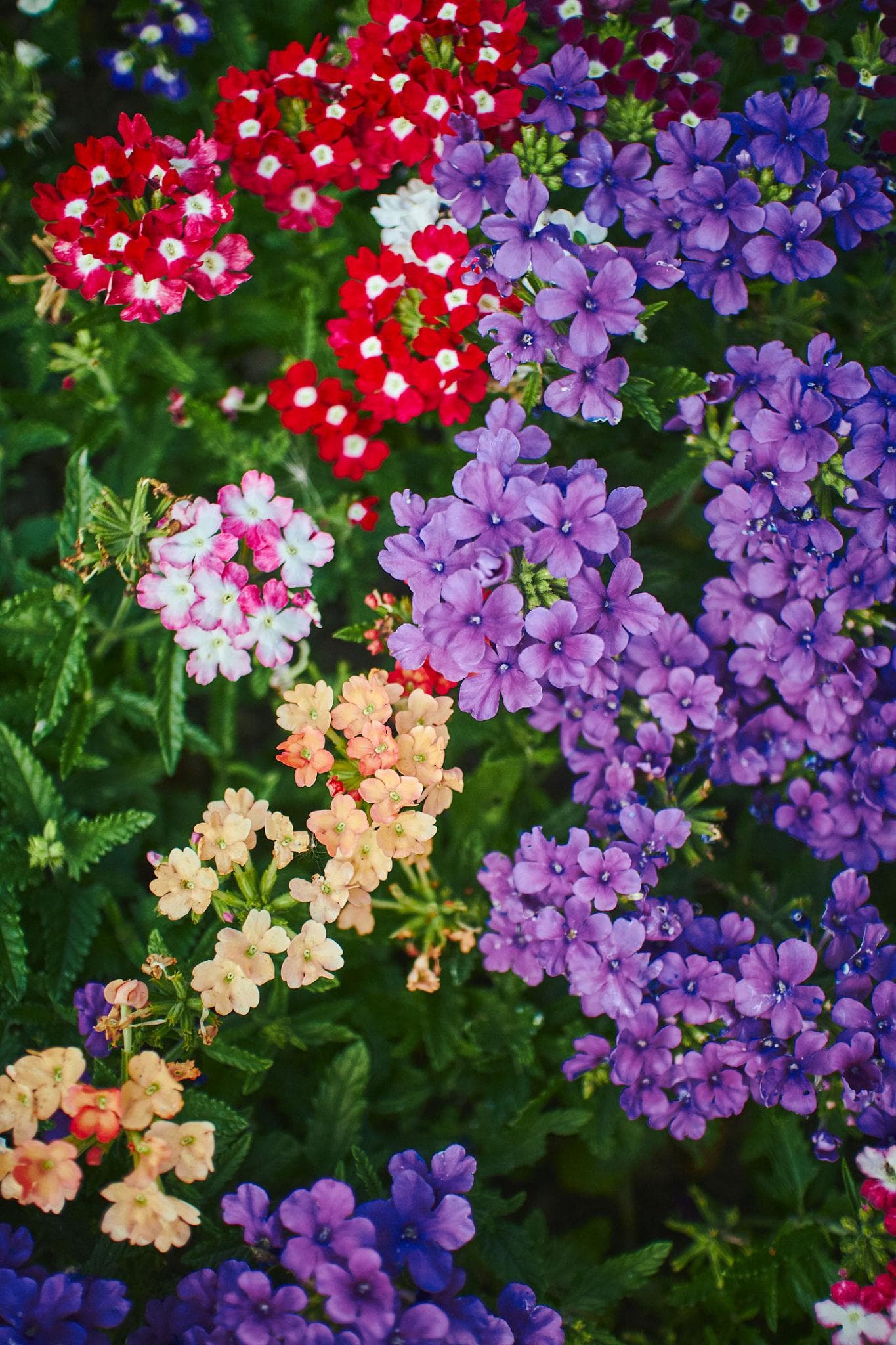 Verbena hybrida mix Seeds