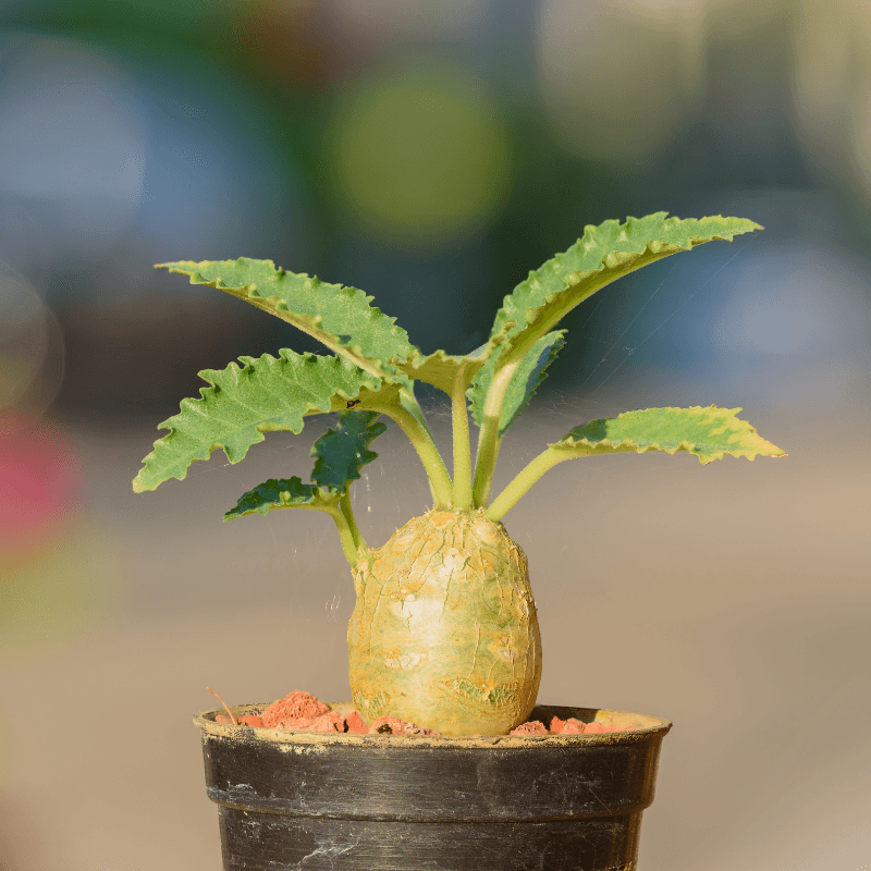 Dorstenia crispa Seeds