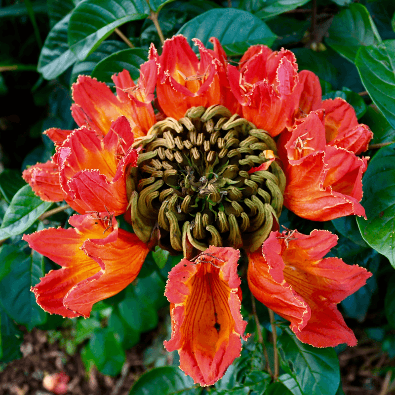 African tulip tree Seeds