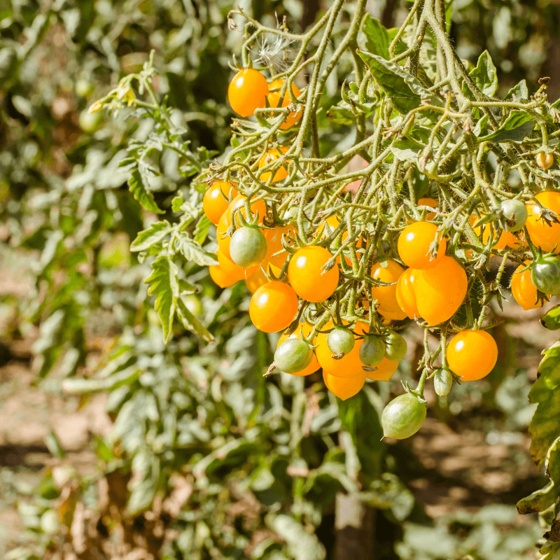 Tomato yellow cherry Seeds