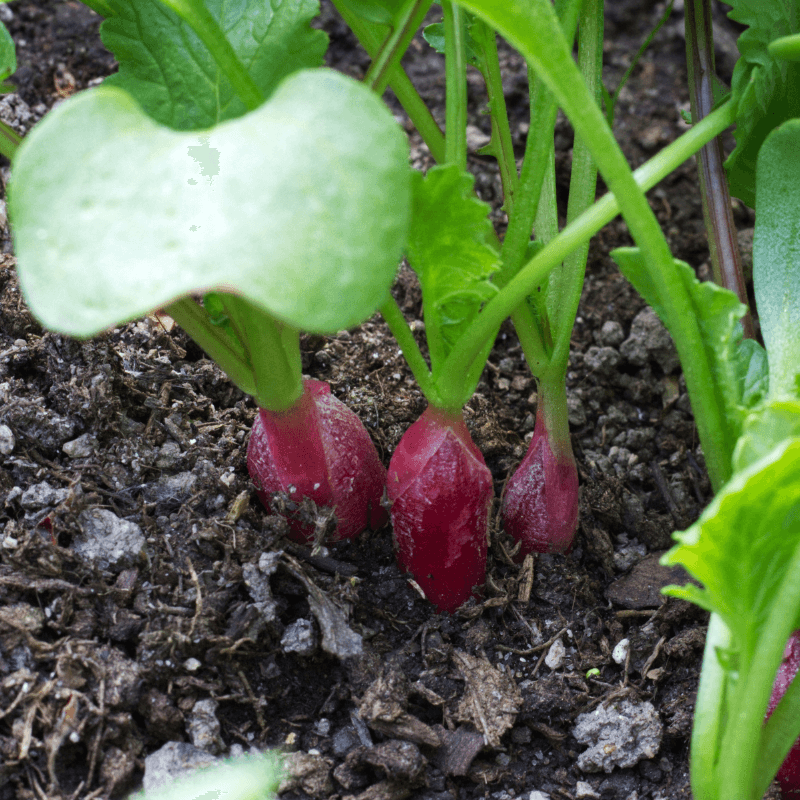 Radish Full Red (Mooli) Seeds