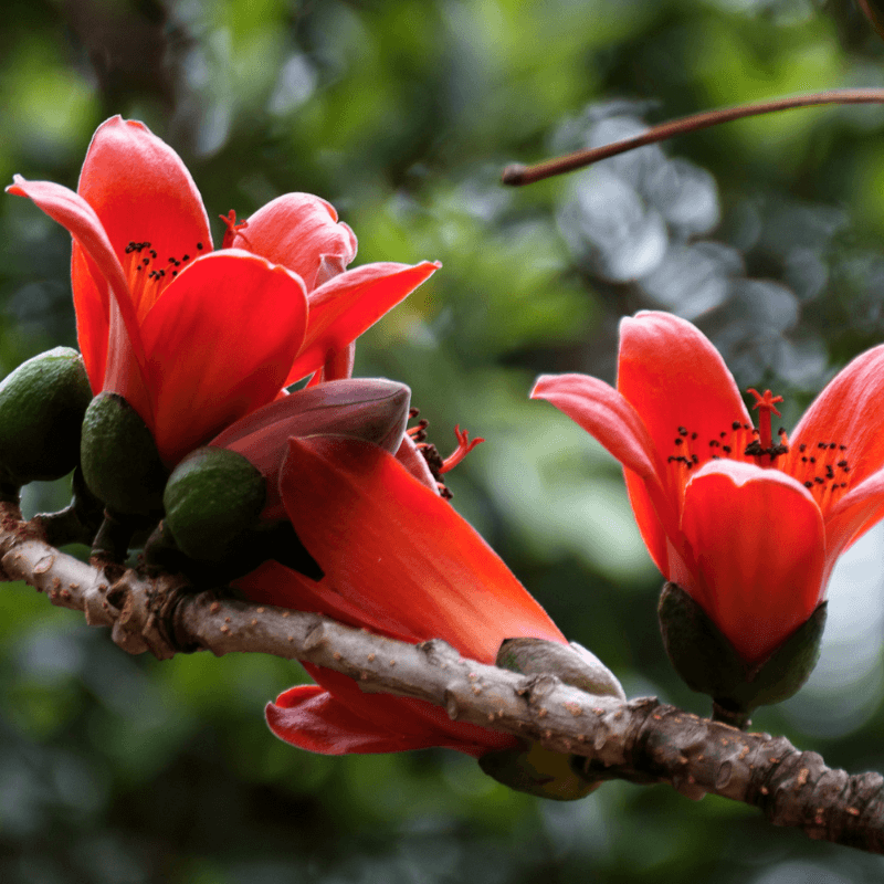 Salmali, Bombax ceiba Seeds