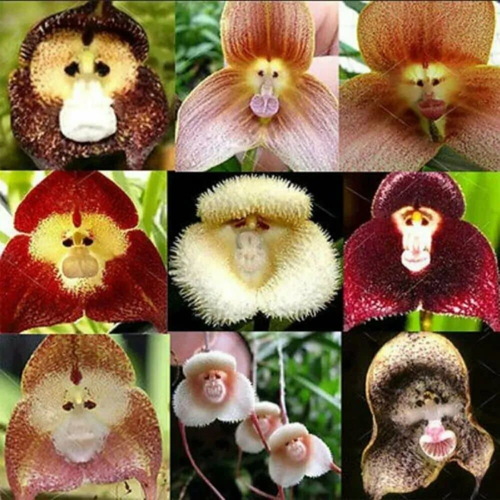 Orchid monkey face mix varietys Seeds