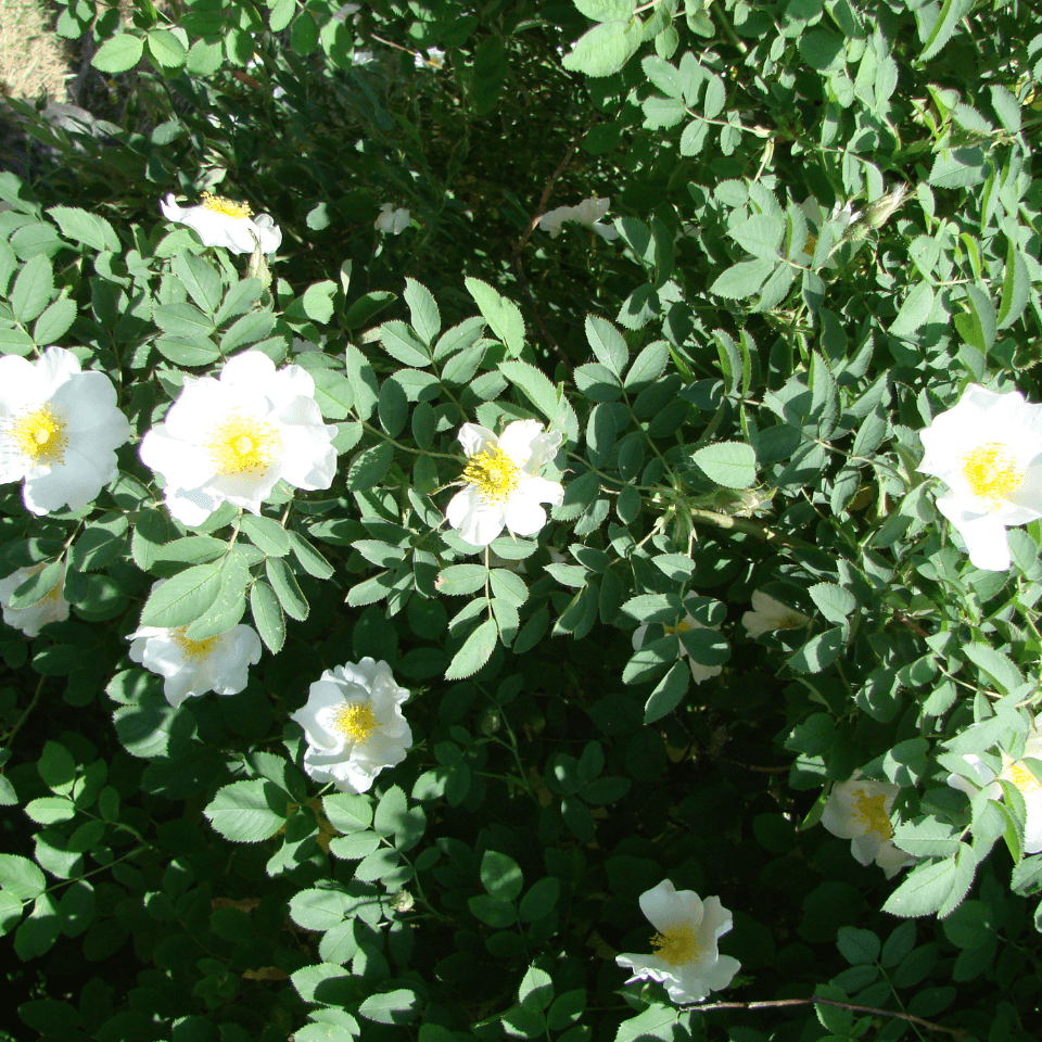 Himalayan rosehip multiflora Seeds