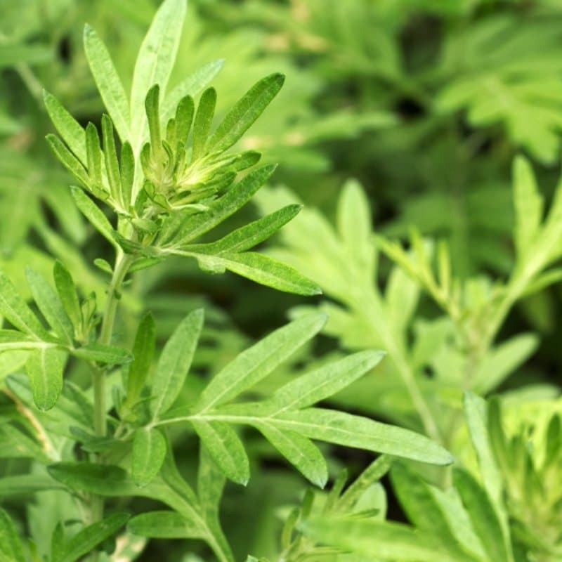 Chinese Mugwort Seeds (Artemisia argyi)