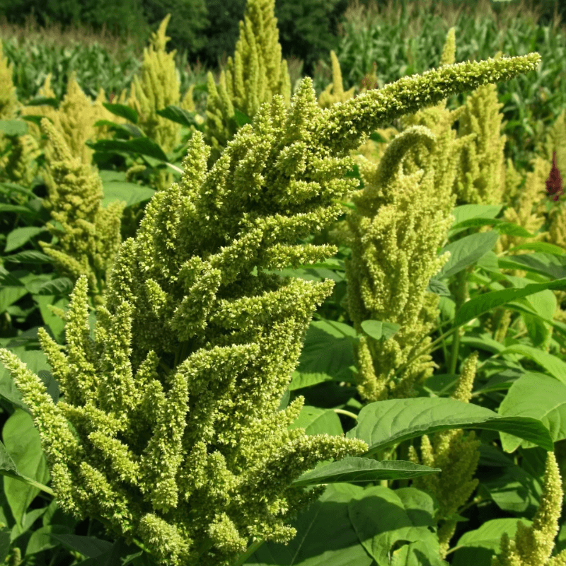 Amaranth green Seeds