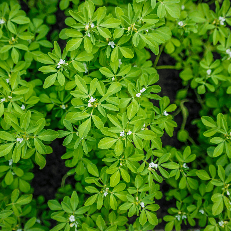 Fenugreek Seeds