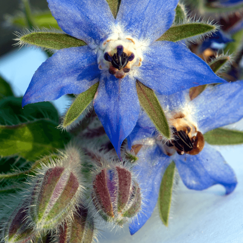 Borage, Starflower Seeds