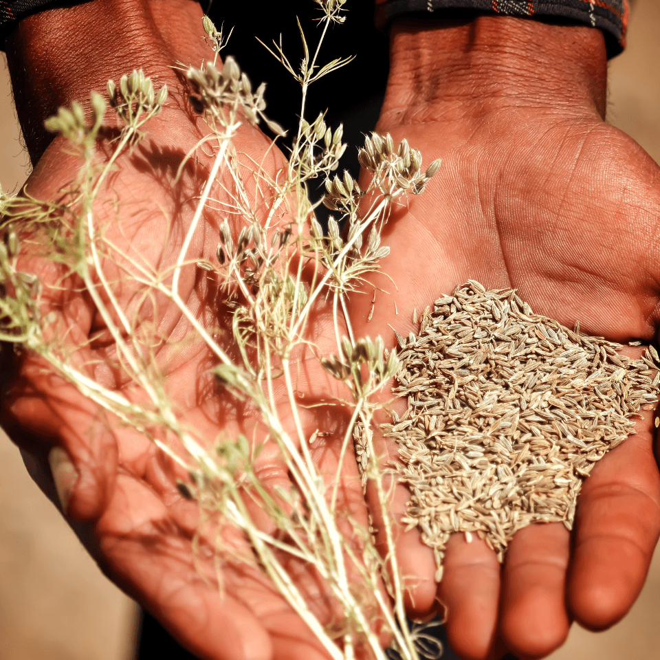 Jeera, Cumin Seeds