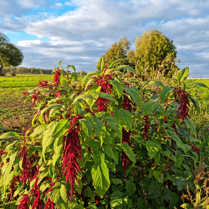 Amaranthus red Seeds