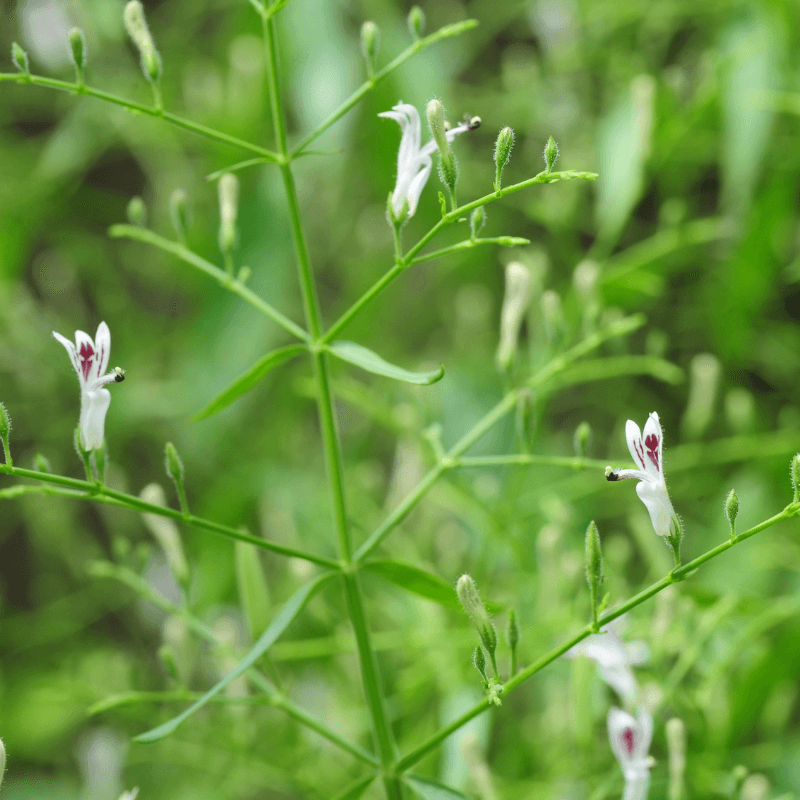 Creat, Green chiretta Seeds