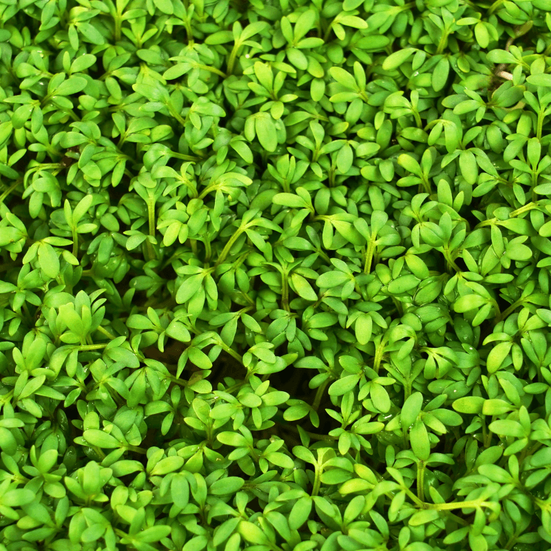 Halim, Garden cress Seeds