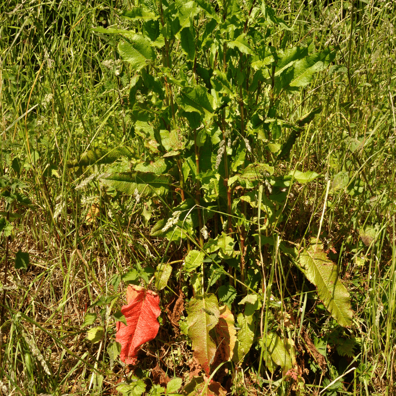 Fiddle dock Seeds