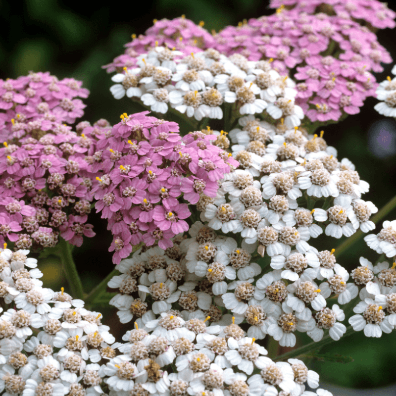 Yarrow pink and white Seeds