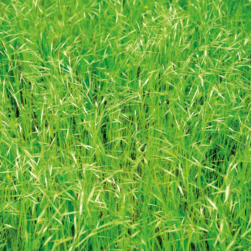 Rescuegrass, Grazing brome Seeds