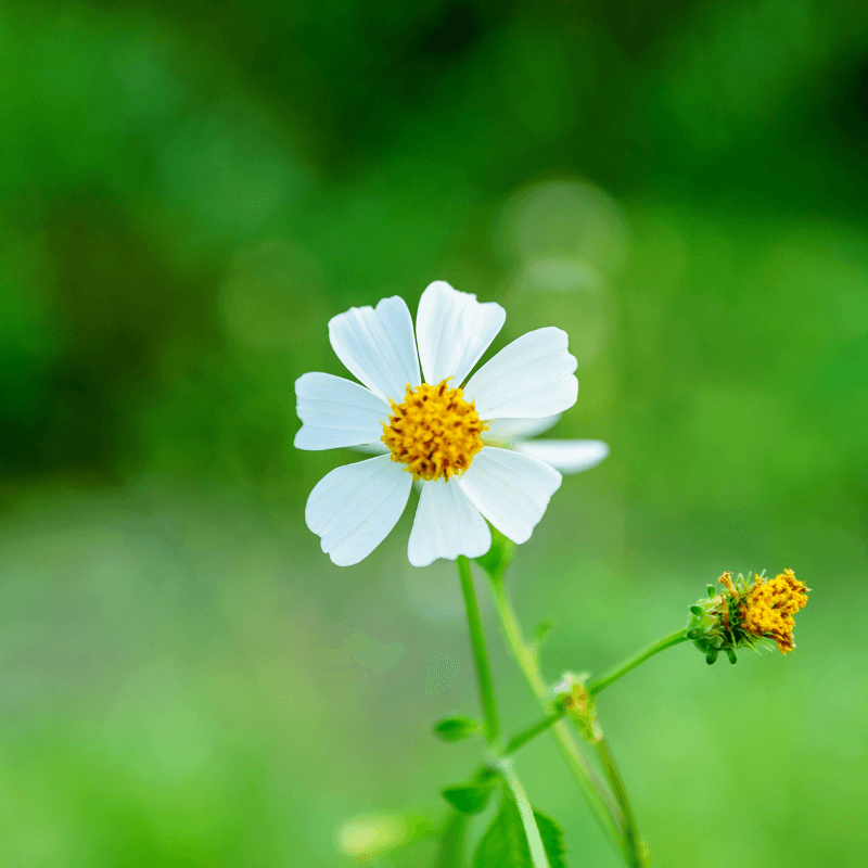 Hitch hikers, Black-jack Seeds