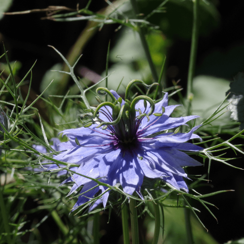 Black Cumin Seeds