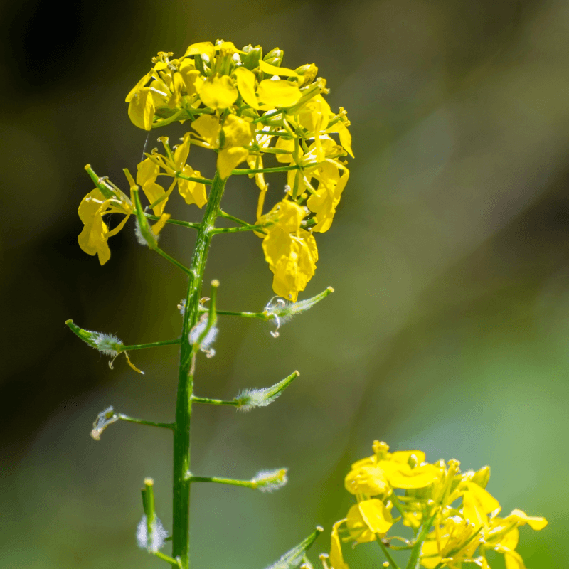Yellow mustard Seeds