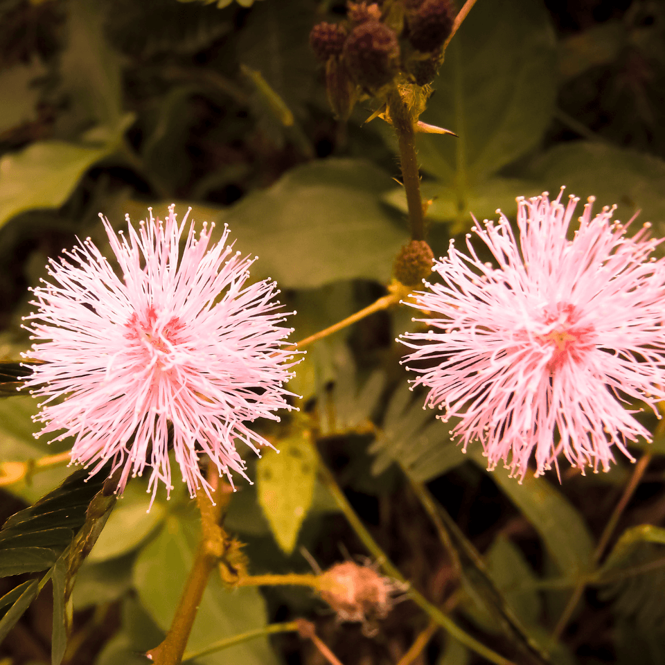 Mimosa Pudica, Touch me not Seeds