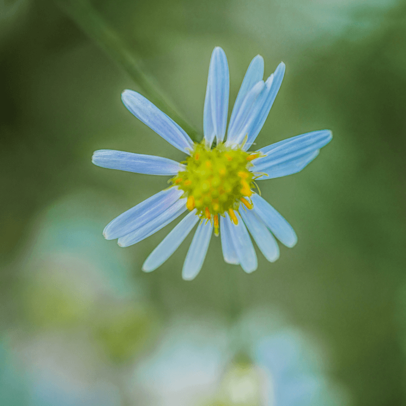 Panicled aster, Lance-leaved aster Seeds