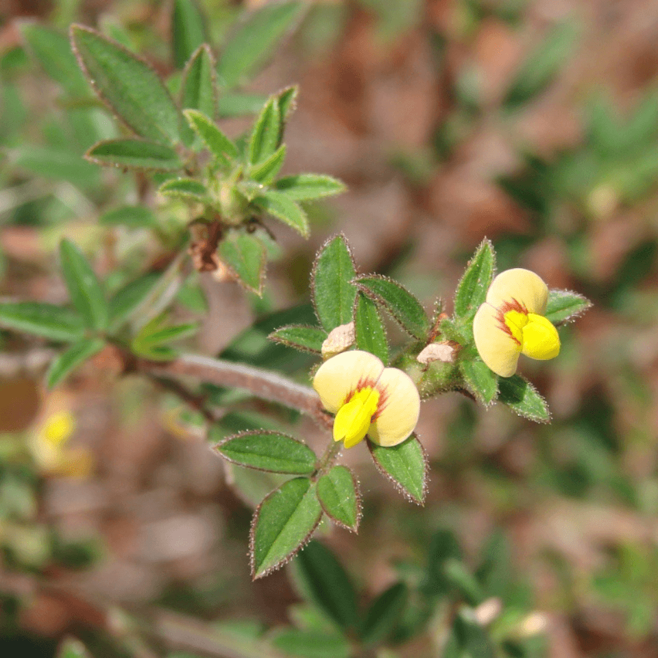 Shrubby stylo Seeds