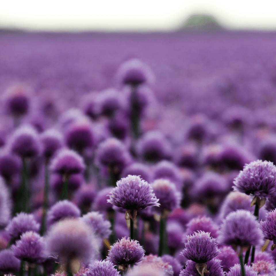 Scallion purple flower, Allium atropurpureum Seeds