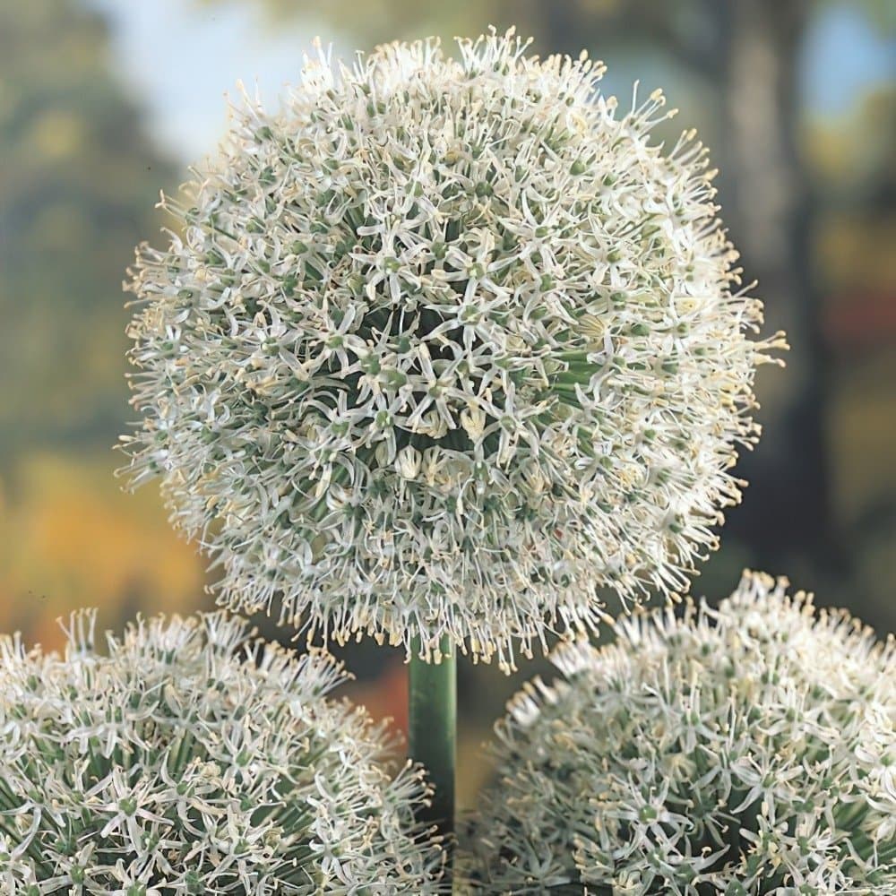 Scallion white flower, Allium fistulosum Seeds