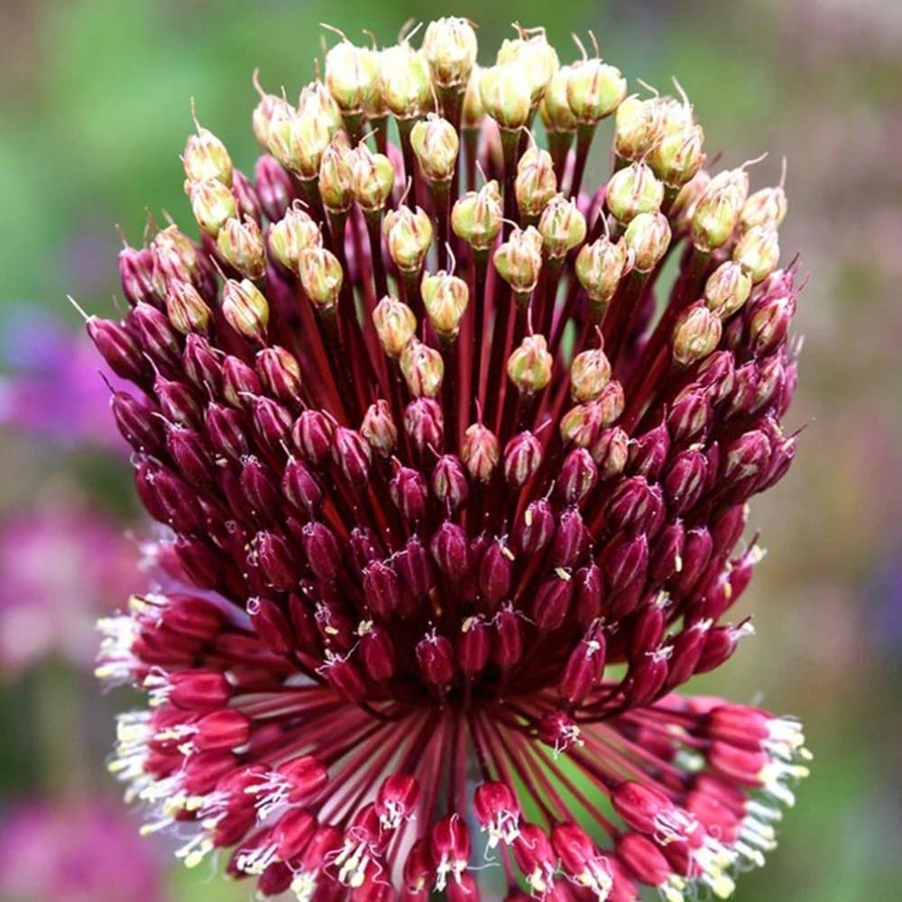 Scallion red flower, Allium Red Mohican Seeds