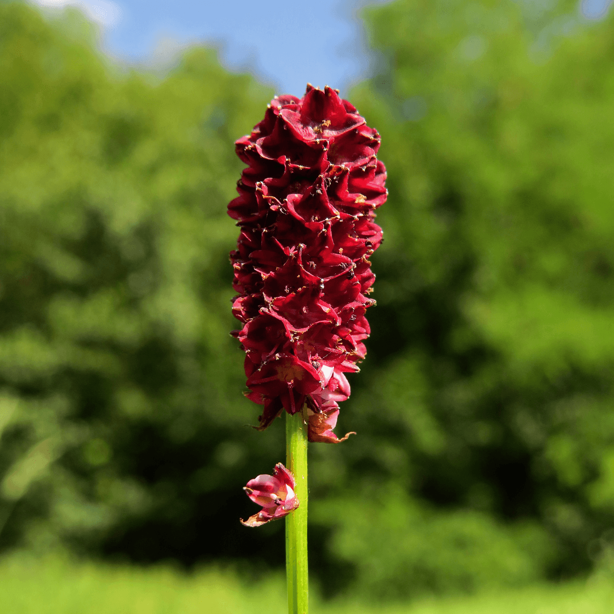 Great burnet, Sanguisorba officinalis Seeds