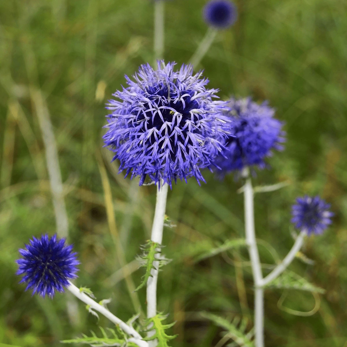 Globe thistle, Echinops sphaerocephalus Seeds