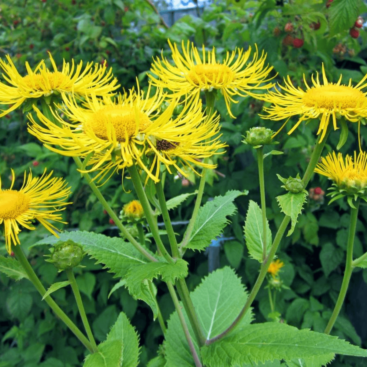 Inula, Elecampane Seeds