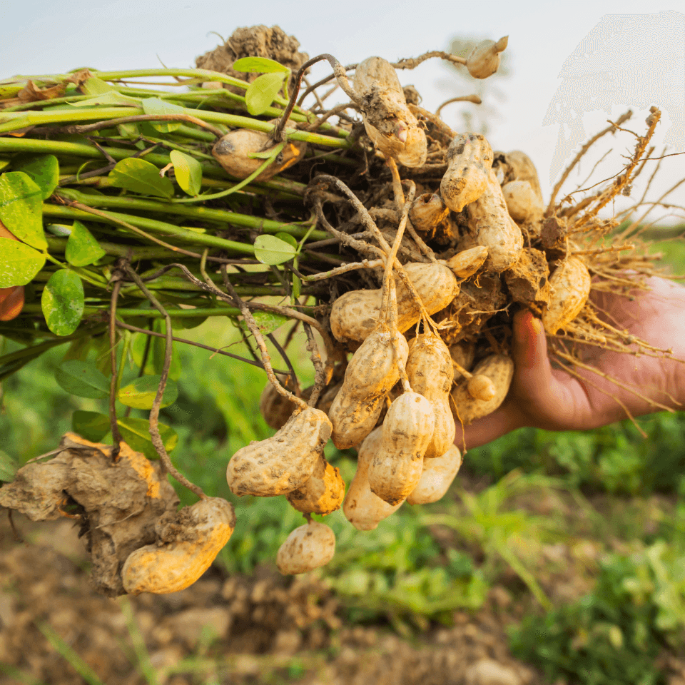 Selected peanuts Seeds