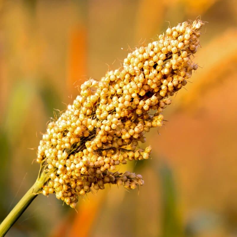 Jowar, new quinoa Seeds