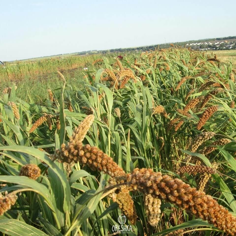 Foxtail Millet Seeds