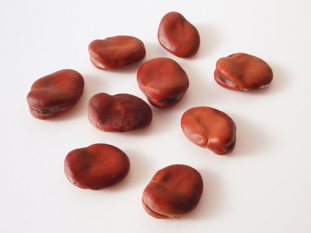 Baegle Bogla Dal Fava Beans Seeds